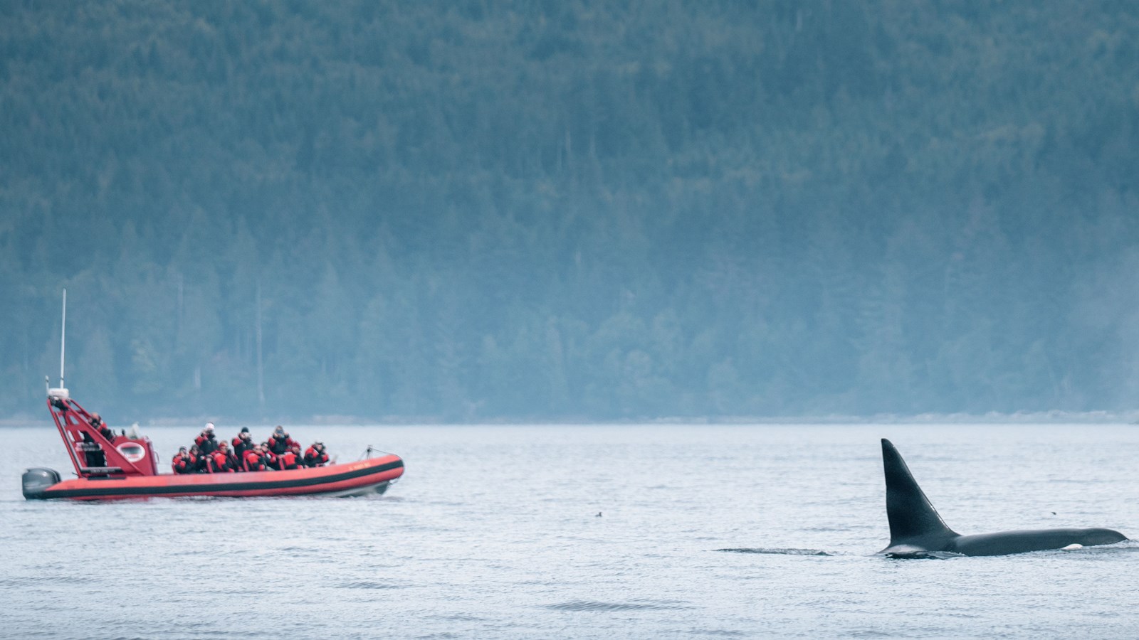 Whale Watching